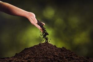 Hand pouring black soil on green plant