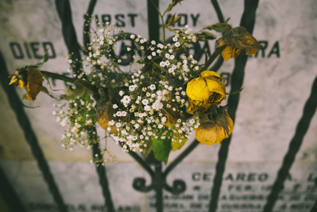 Rosas blancas y amarillas