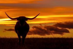 Texas Longhorn