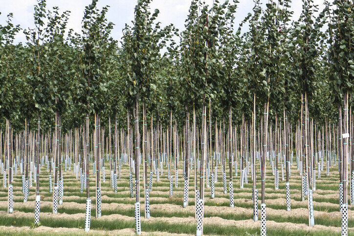 field of trees